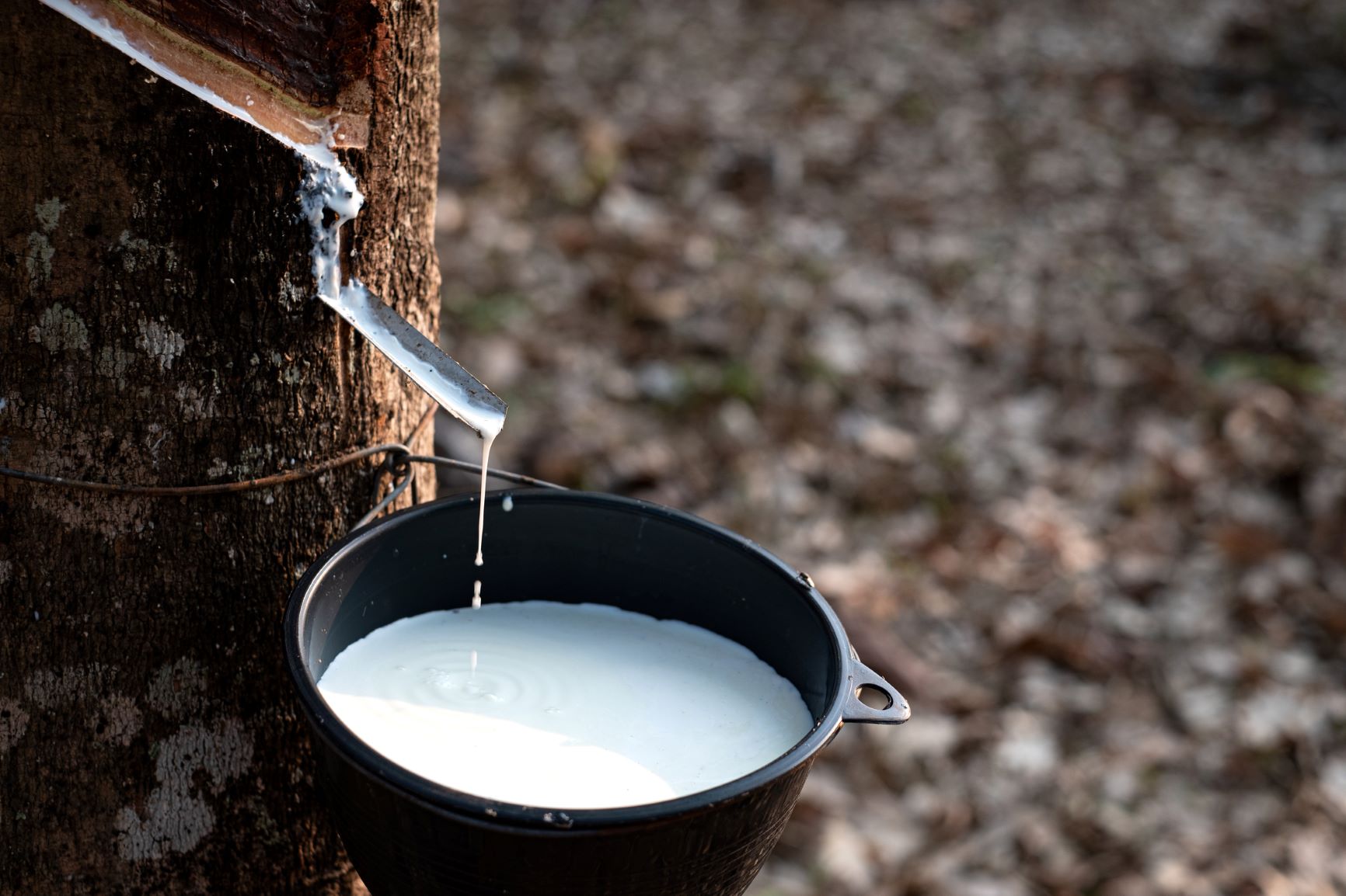 Natural Rubber