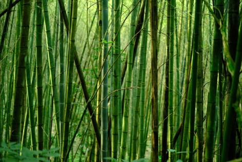 Bamboo