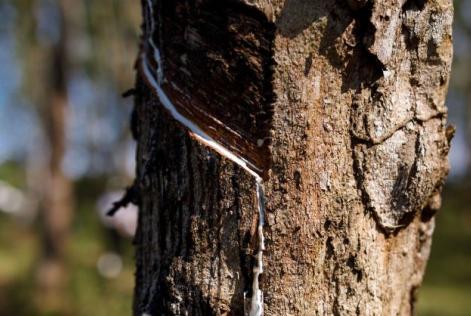 natural rubber