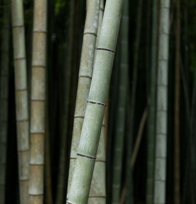 Bamboo