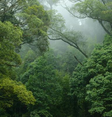 Tropical Forest