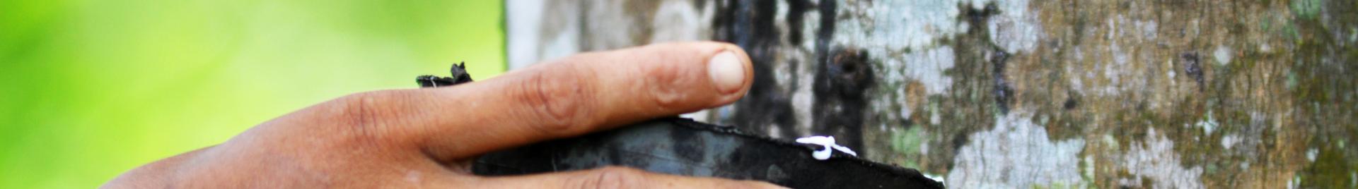 Natural Rubber 