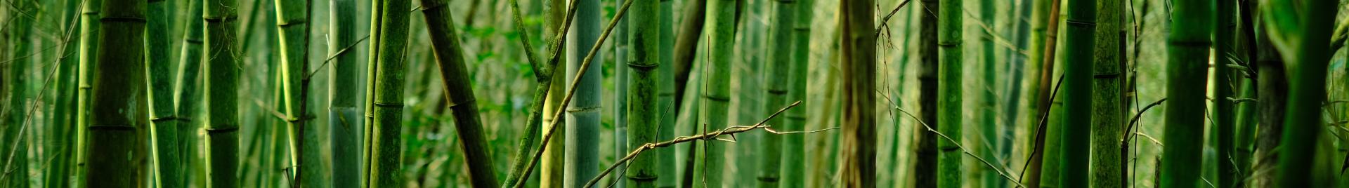 Bamboo