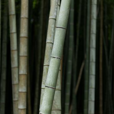 Bamboo