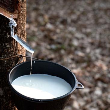 natural rubber