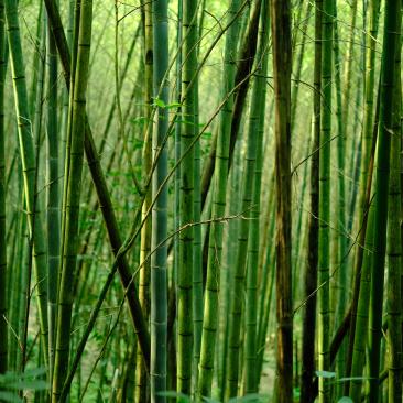 Bamboo