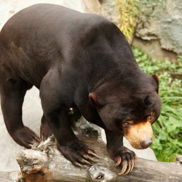 Sun Bear