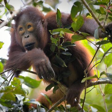 Borneo